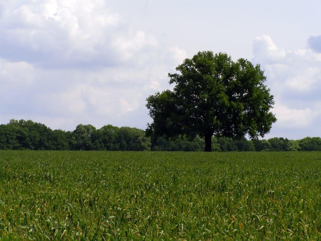 Зайченки з panoramio.com - Зайченки