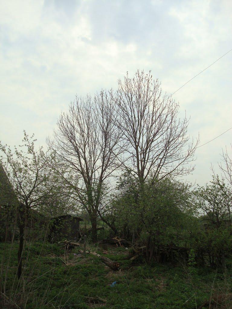 Дроздні з panoramio.com - Дроздні