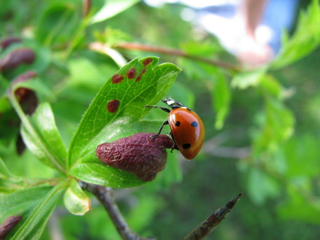 Дмитрівка з panoramio.com - Дмитрівка