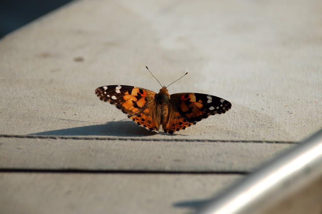 Велика Комишуваха з panoramio.com - Велика Комишуваха