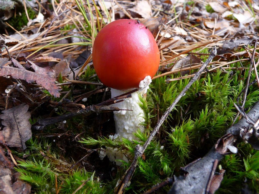 Сухолуччя з panoramio.com - Сухолуччя