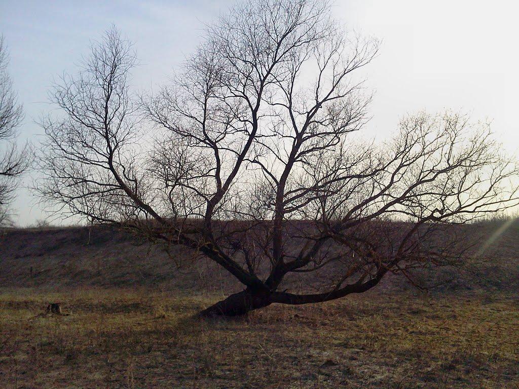 Булавинівка з panoramio.com - Булавинівка