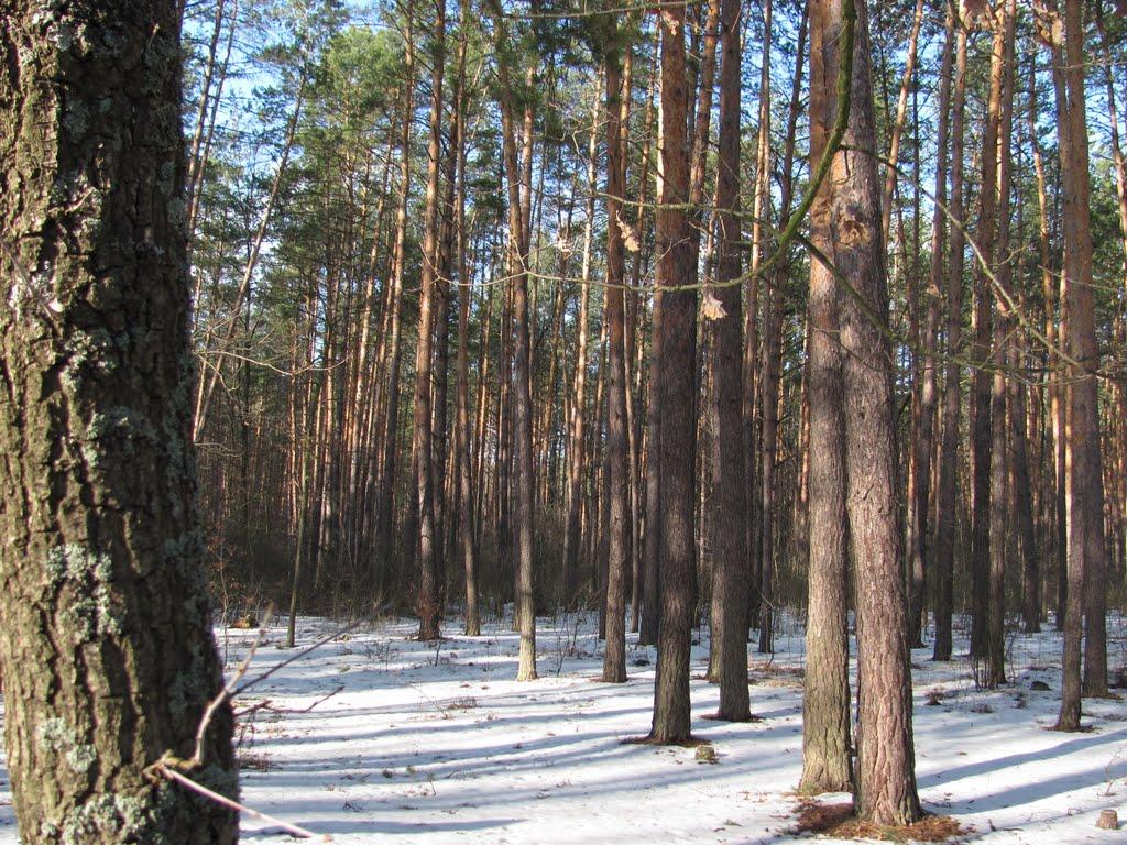Коцюбинське з panoramio.com (ч.3) - Коцюбинское