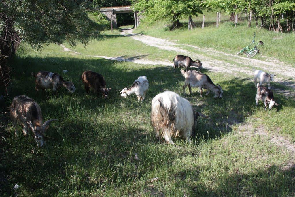 Дмитрівка з panoramio.com - Дмитрівка