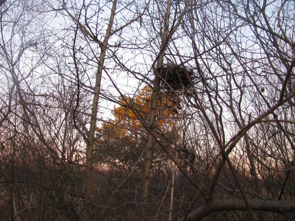 Миси з panoramio.com - Мысы