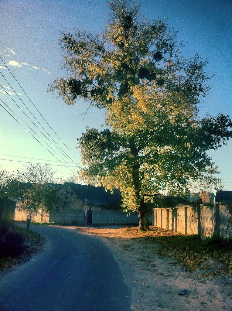Коцюбинське з panoramio.com (ч.3) - Коцюбинское