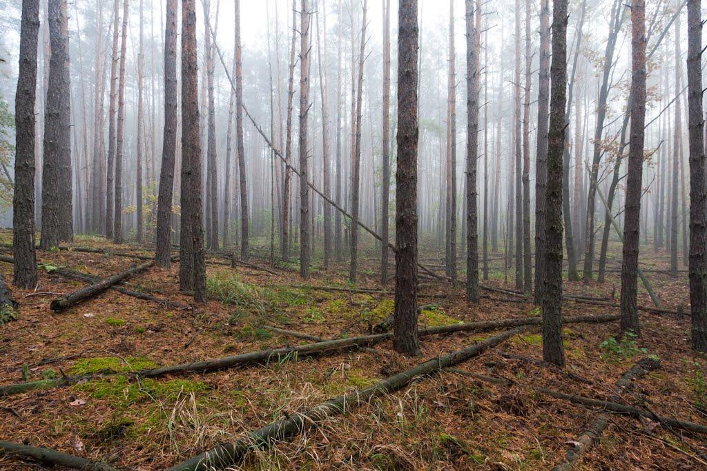 Десна з panoramio.com - Десна