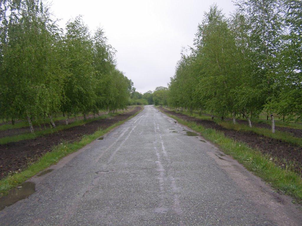 Новомосковськ з panoramio.com (ч.3) - Новомосковск
