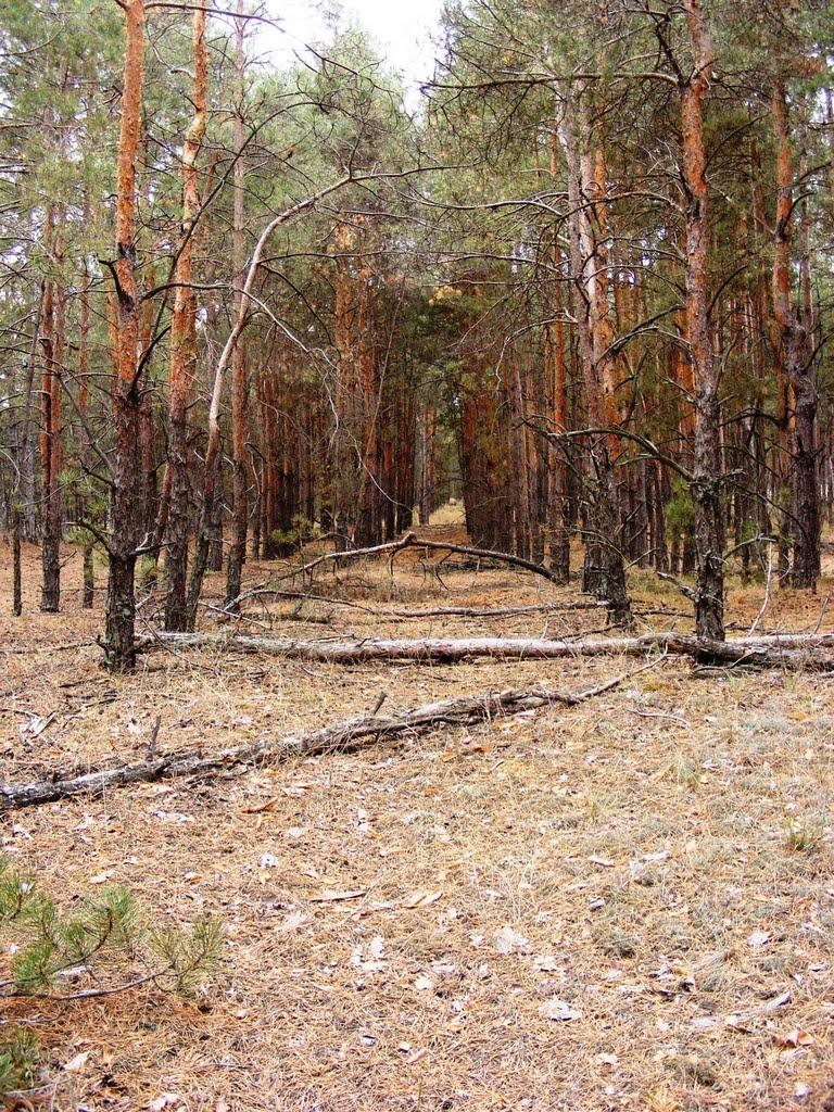 Раденськ з panoramio.com - Раденськ