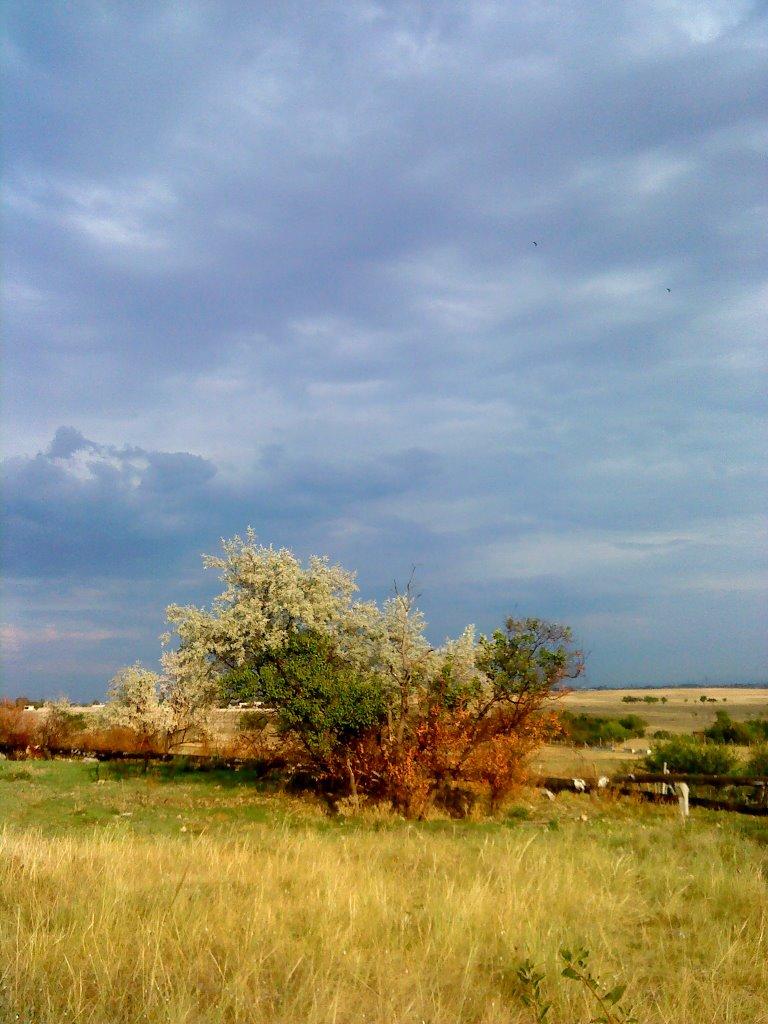 Шкільне з panoramio.com - Школьное