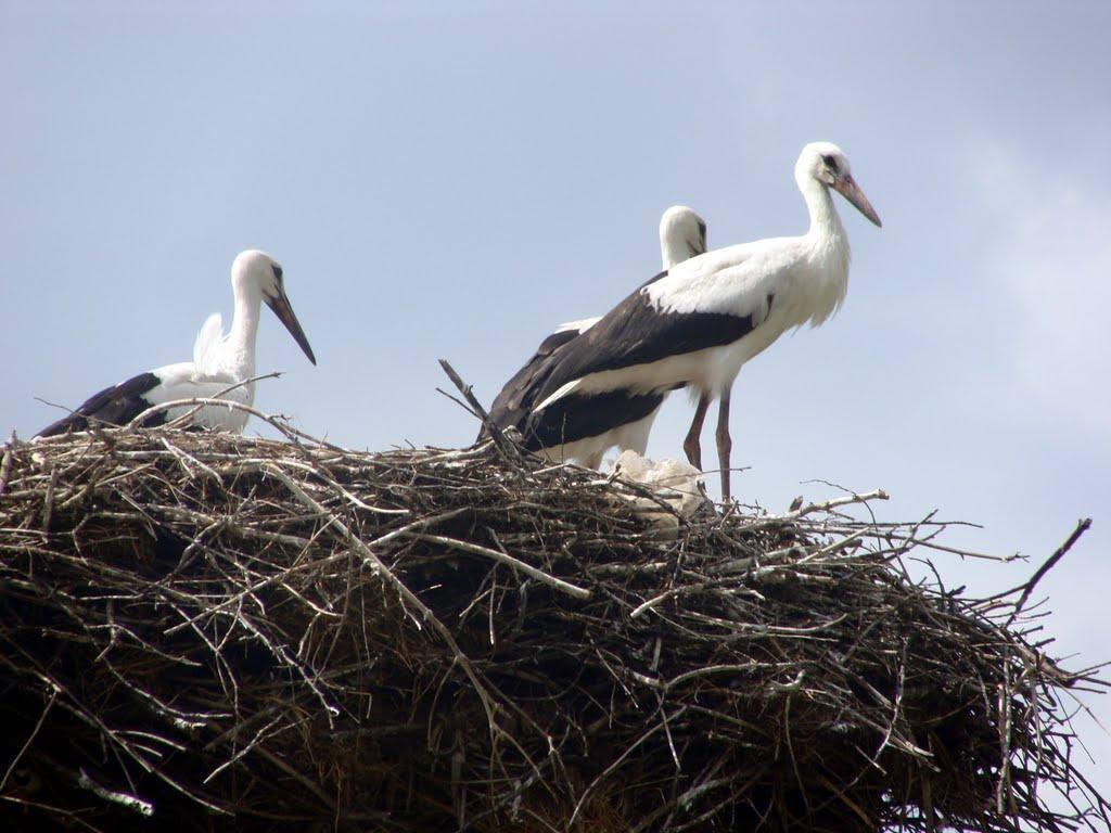 Потіївка з panoramio.com - Потиевка