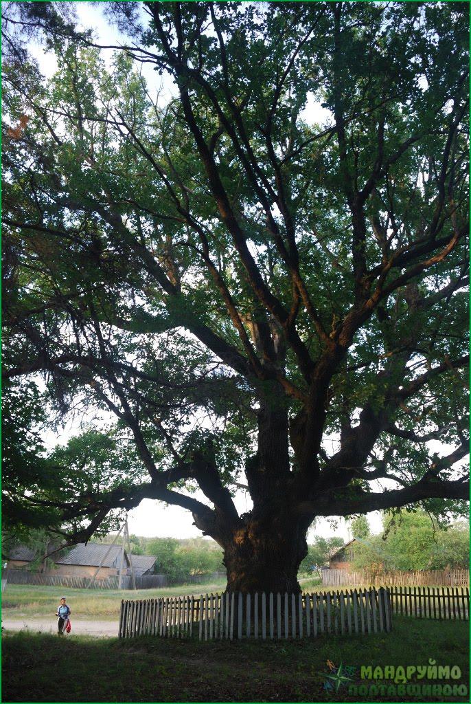 Деревки з panoramio.com - Деревки