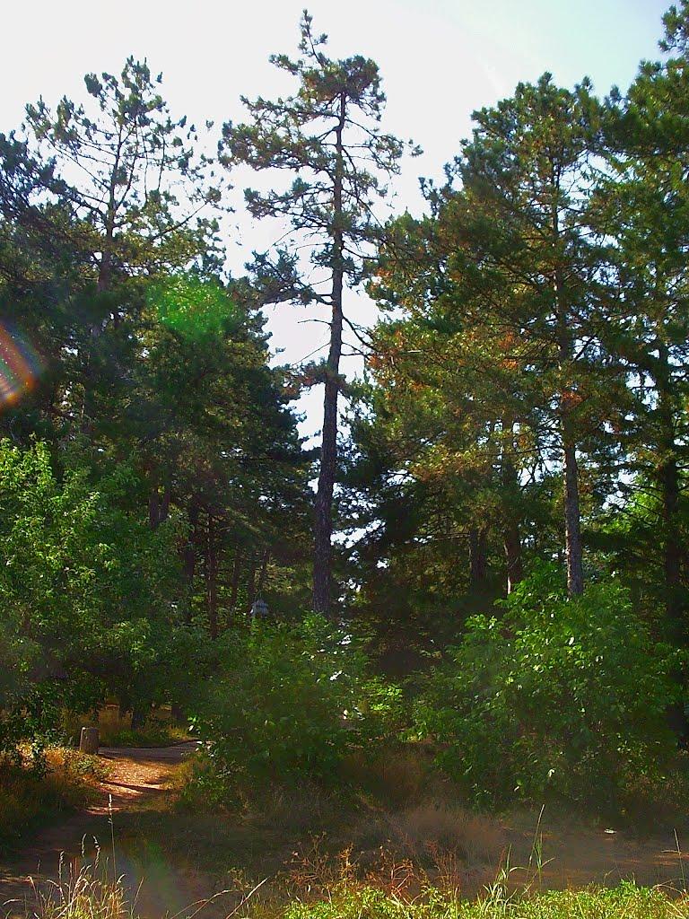 Научний з panoramio.com - Научний