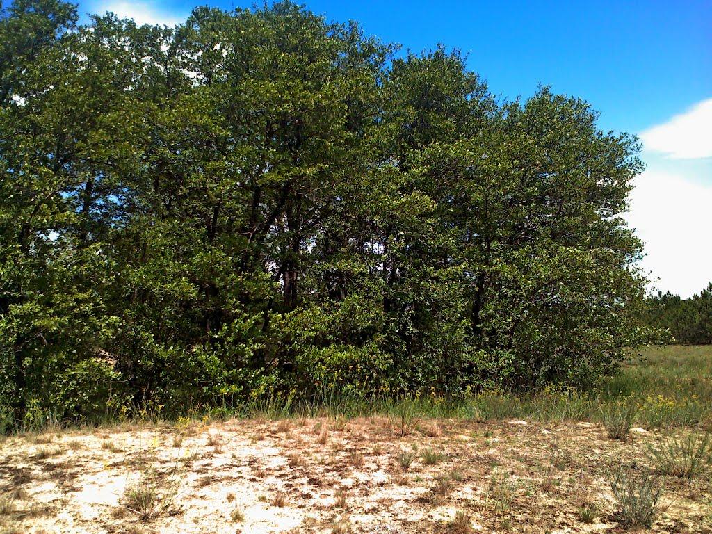 Саги з panoramio.com - Саги