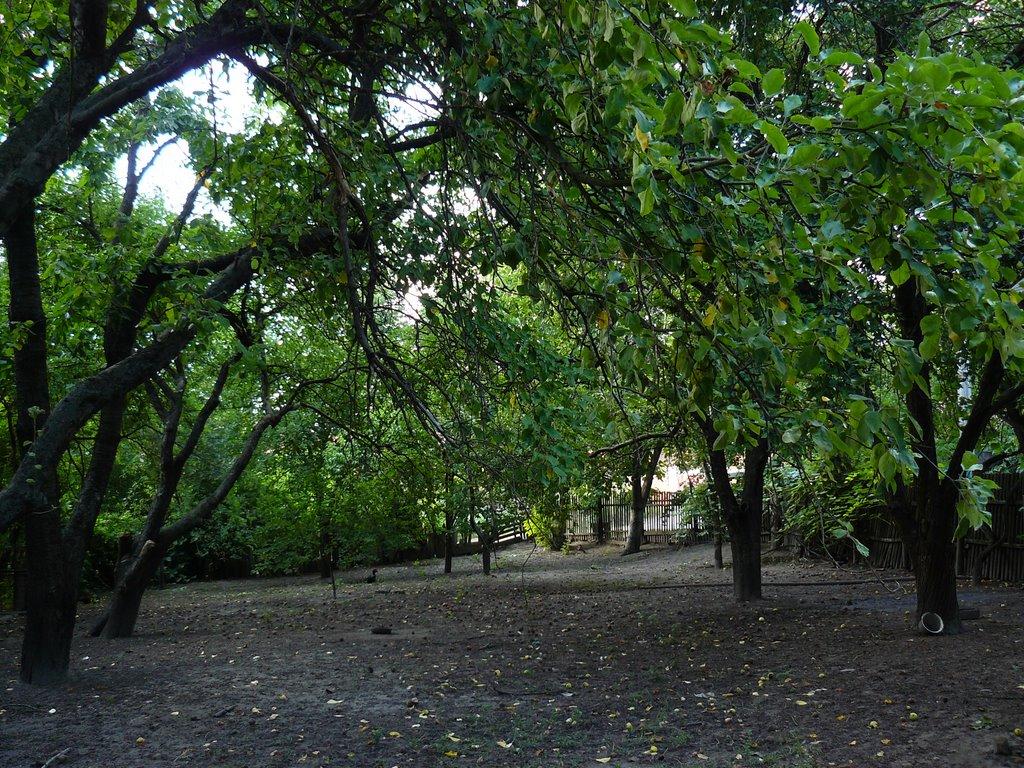 Олександрія з panoramio.com (ч.3) - Олександрія