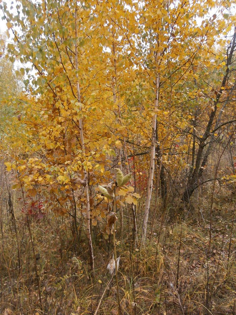 Нечаївка з panoramio.com - Нечаевка