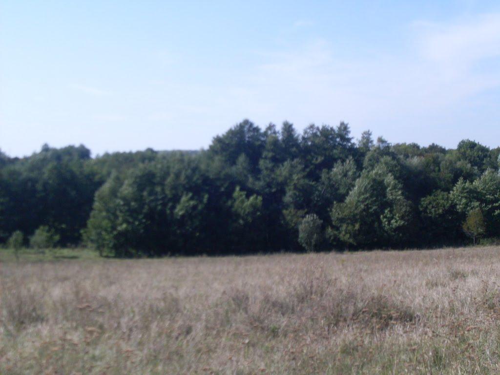 Розівка з panoramio.com - Розовка