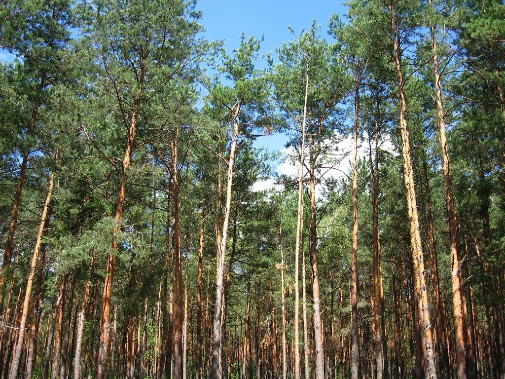 Затишшя з panoramio.com - Затишшя