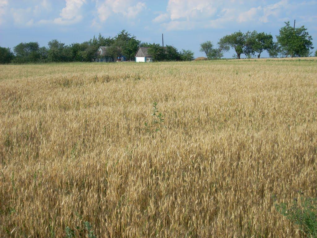 Голуб'ятин з panoramio.com - Голуб'ятин