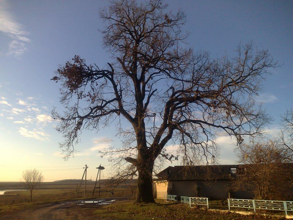 Товстеньке з panoramio.com - Товстеньке