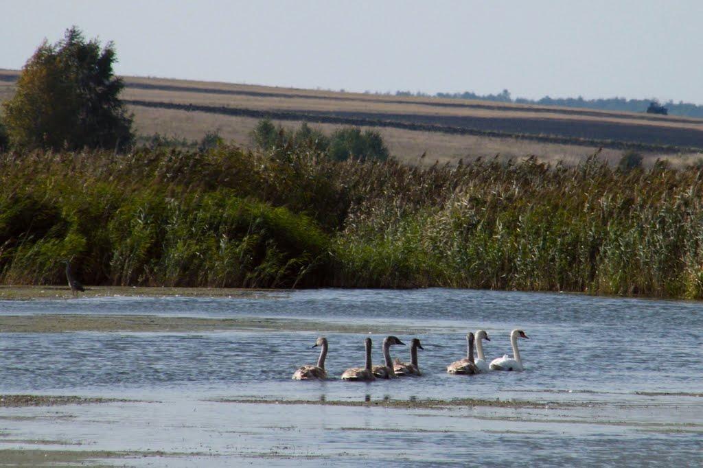 Печихвости з panoramio.com - Pechykhvosty