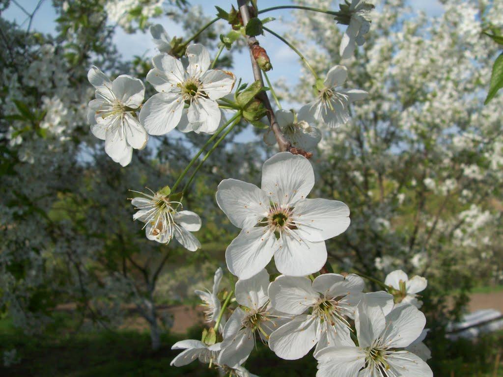 Кагарлик з panoramio.com - Кагарлык