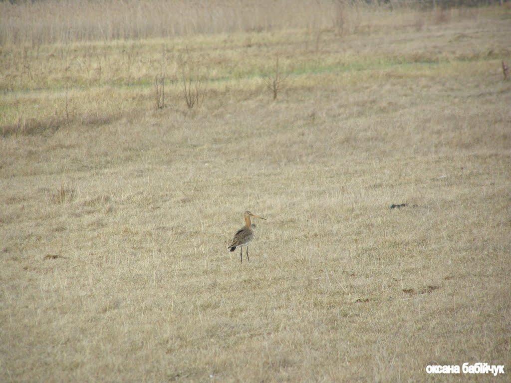 Любохини з panoramio.com - Любохини