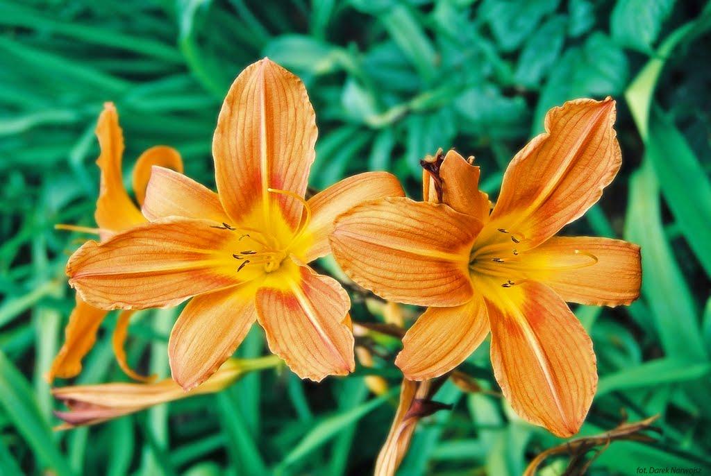 Циків з panoramio.com - Цыков