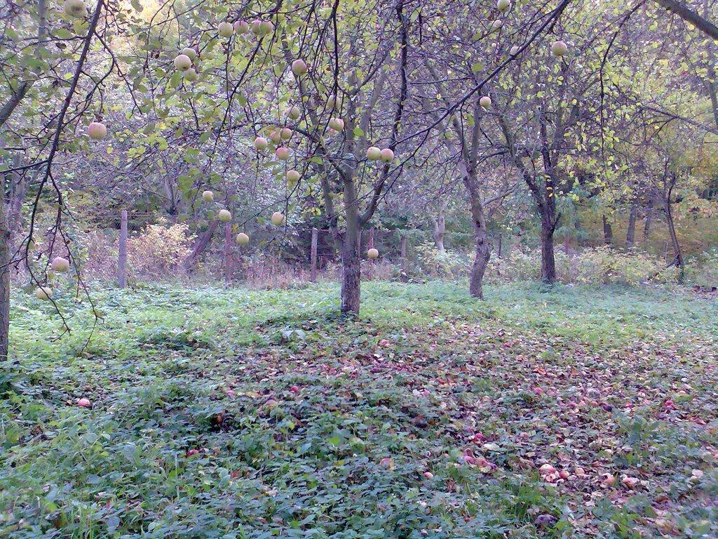 Винники з panoramio.com - Vynnyky