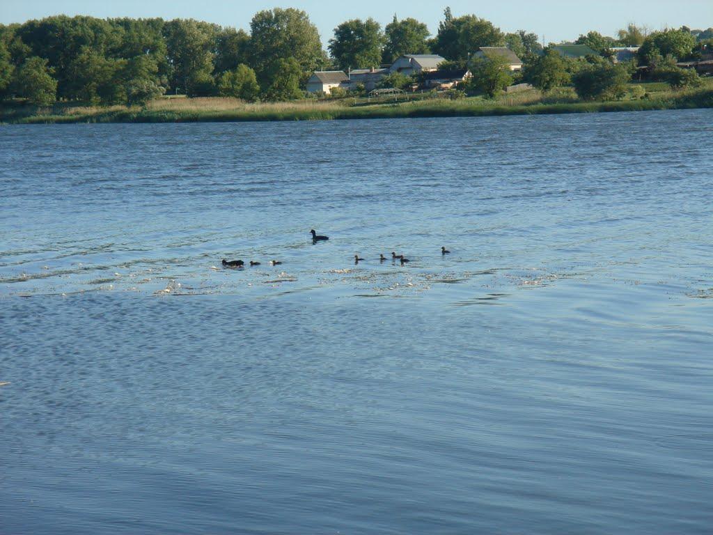 Олександрія з panoramio.com (ч.3) - Олександрія