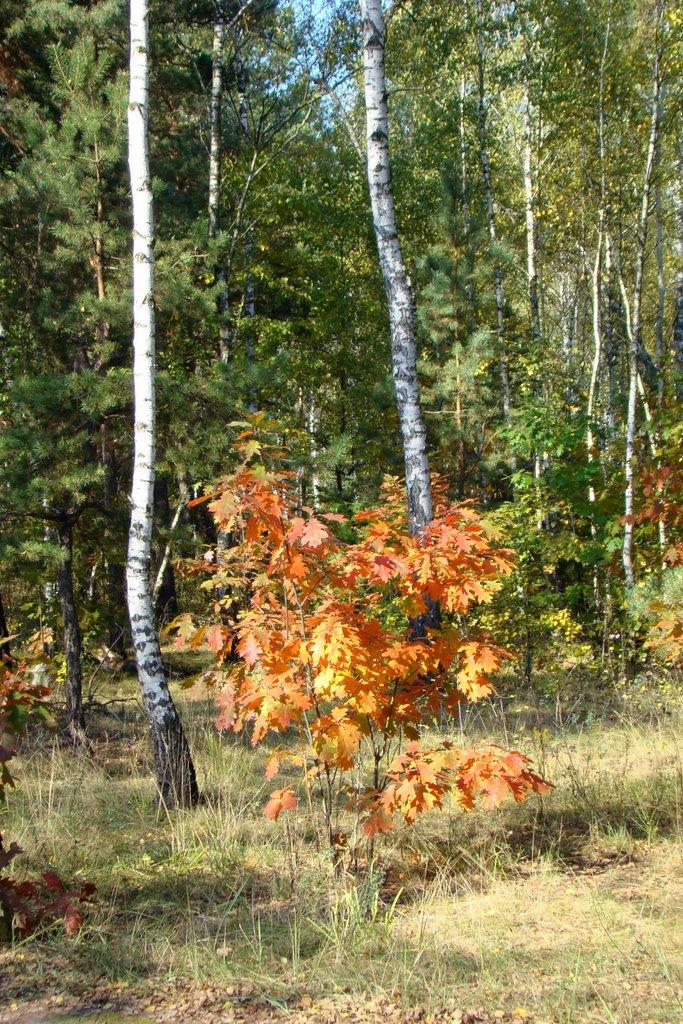 Погреби з panoramio.com (ч.3) - Погреби