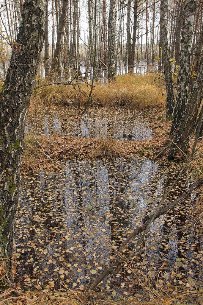 Короп'є з panoramio.com - Короп'є