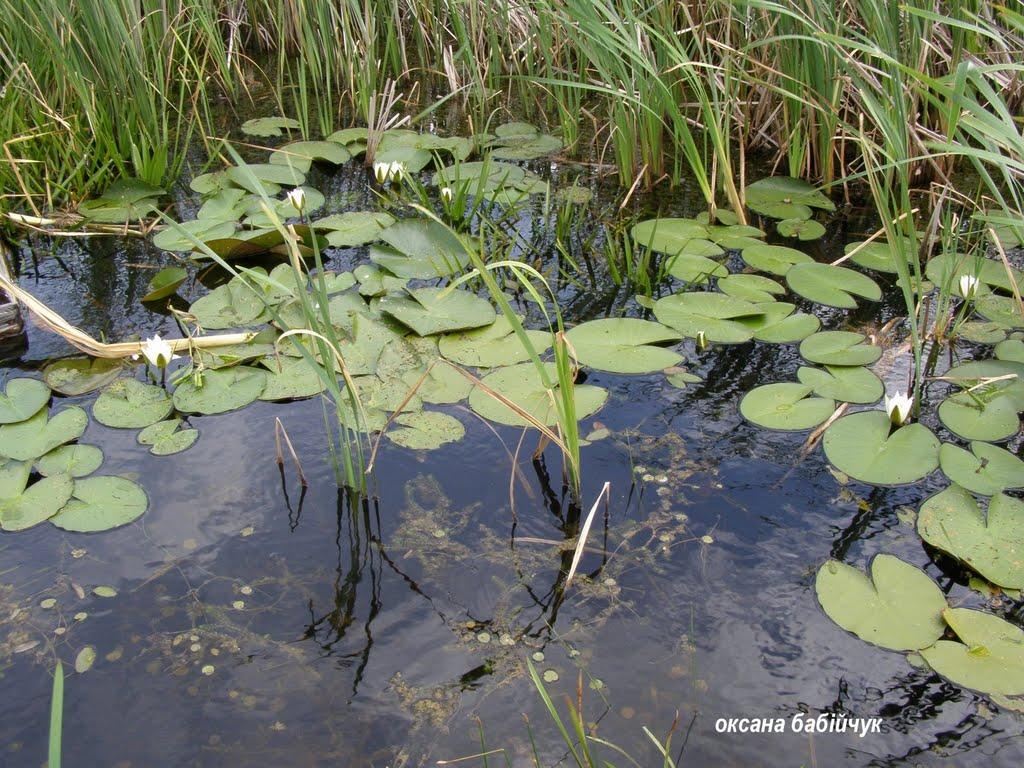 Заболоття з panoramio.com - Заболоття