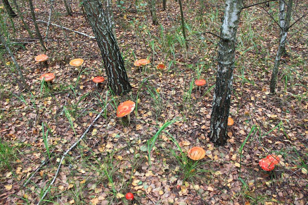 Нові Сали з panoramio.com - Нові Сали