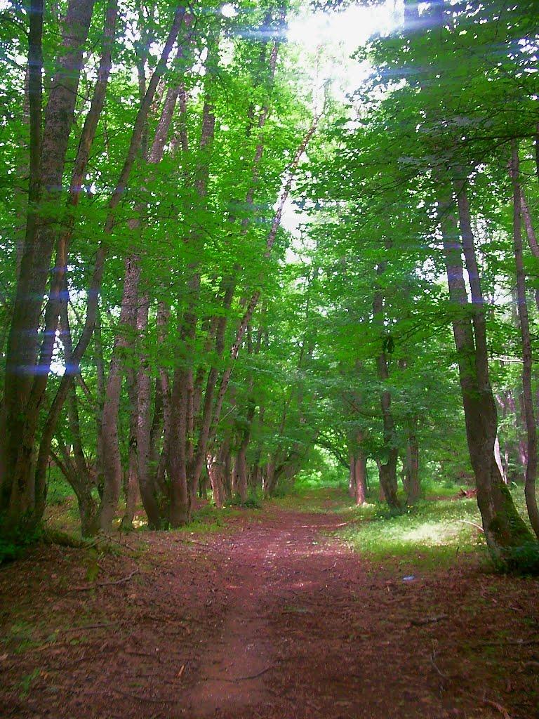 Краснолісся з panoramio.com - Краснолісся