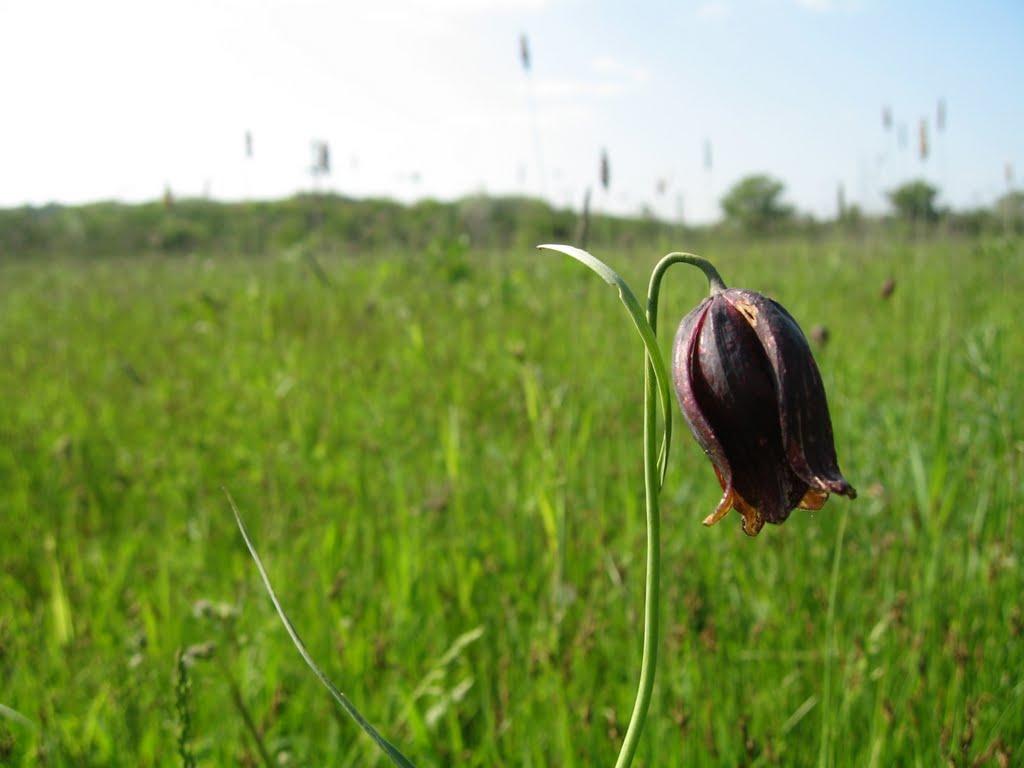 Плавні з panoramio.com - Плавни