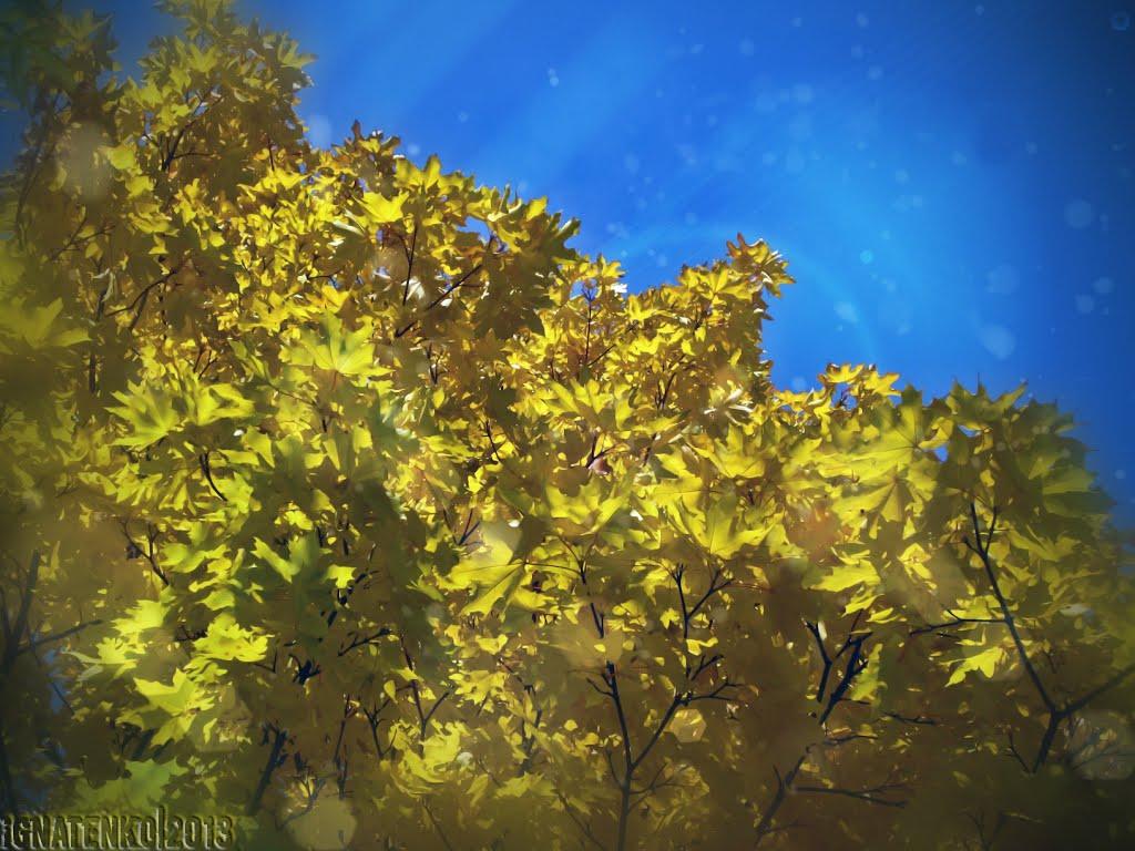 Вільне з panoramio.com - Вольное