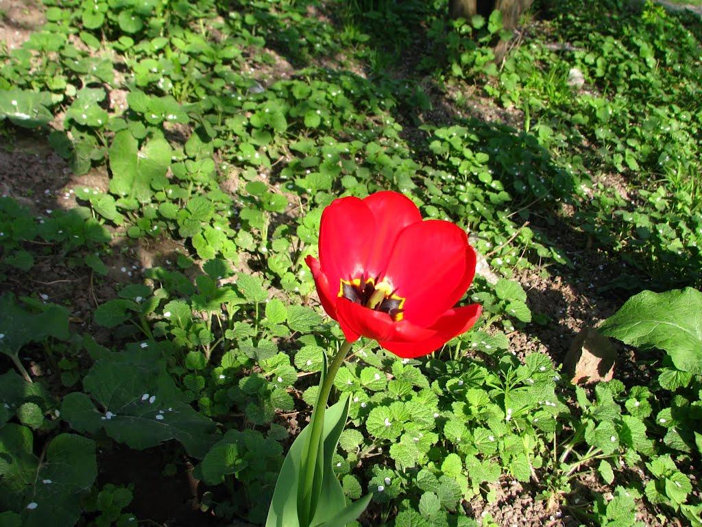 Фастів з panoramio.com (ч.2) - Fastiv