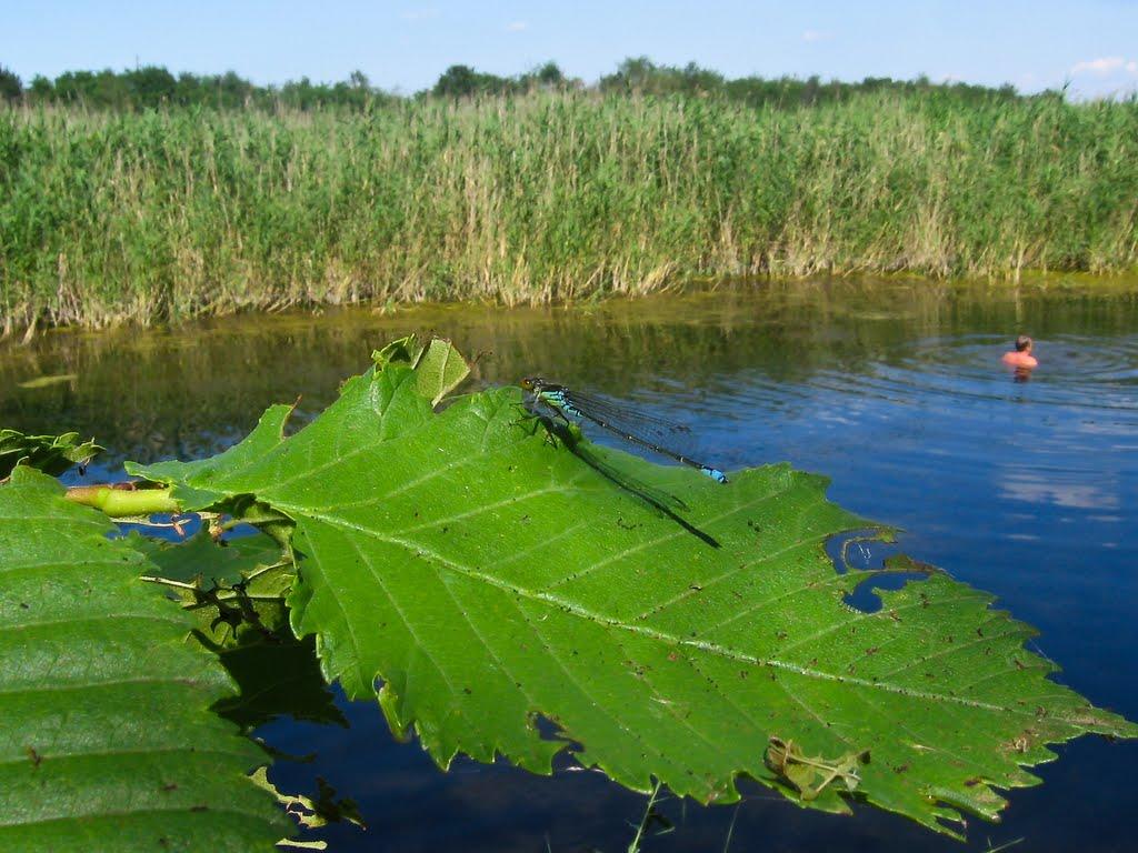 Виноградне з panoramio.com - Виноградне