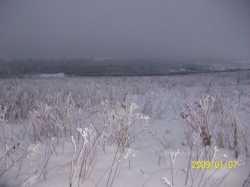 Рідколісся з panoramio.com - Рідколісся