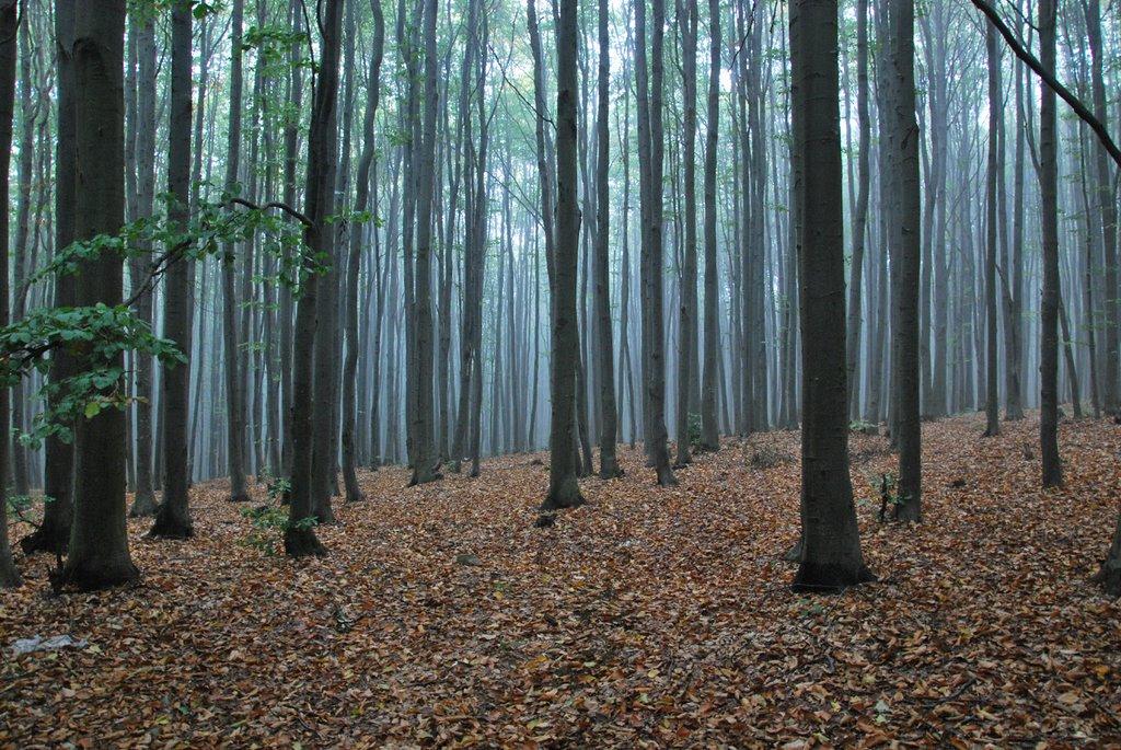 Підгірне з panoramio.com - Підгірне