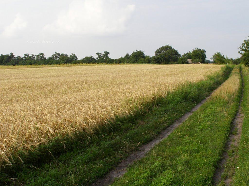 Шедієве з panoramio.com - Шедиево