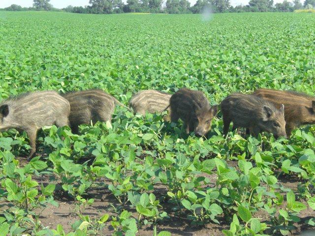 Бугаївка з panoramio.com - Бугаївка