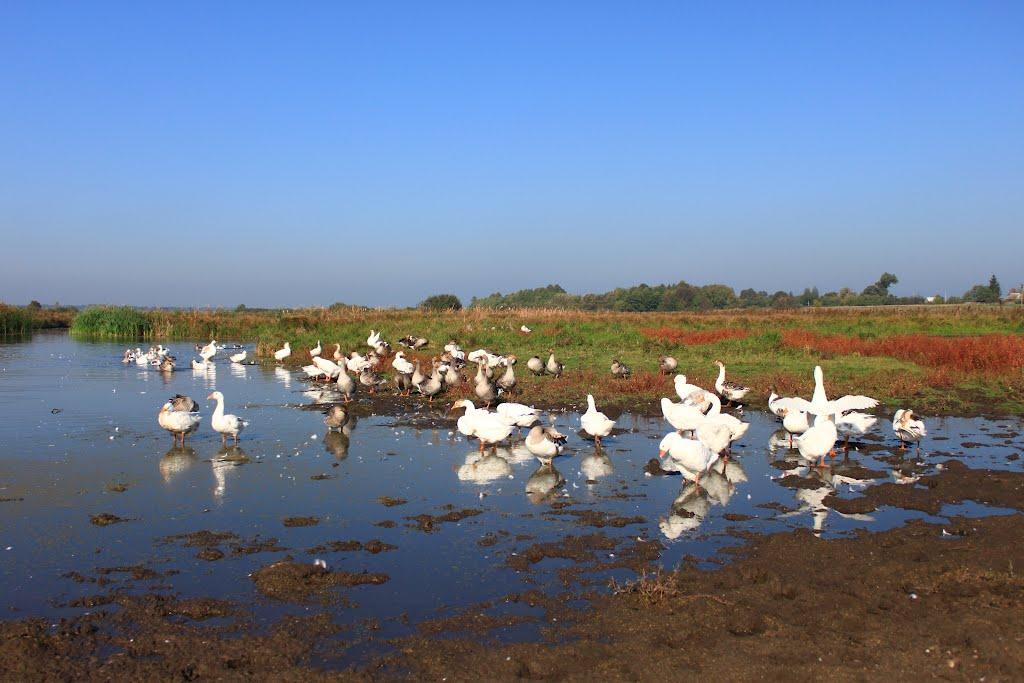 Яроповичі з panoramio.com - Jaropovychi