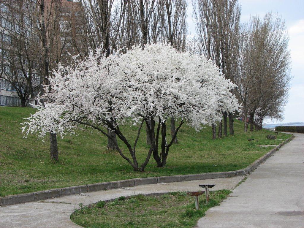Українка з panoramio.com - Украинка