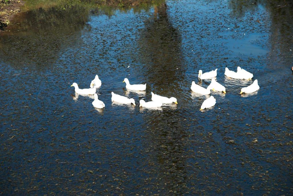 Лошкарівка з panoramio.com - Лошкарівка