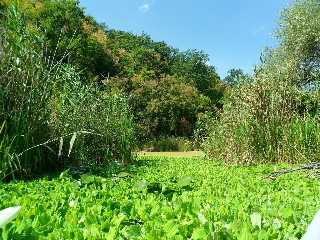 Коропове з panoramio.com - Коропово