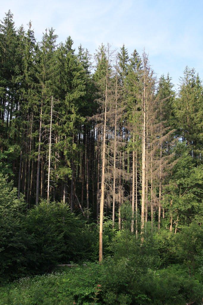 Верхні Ворота з panoramio.com - Верхні Ворота