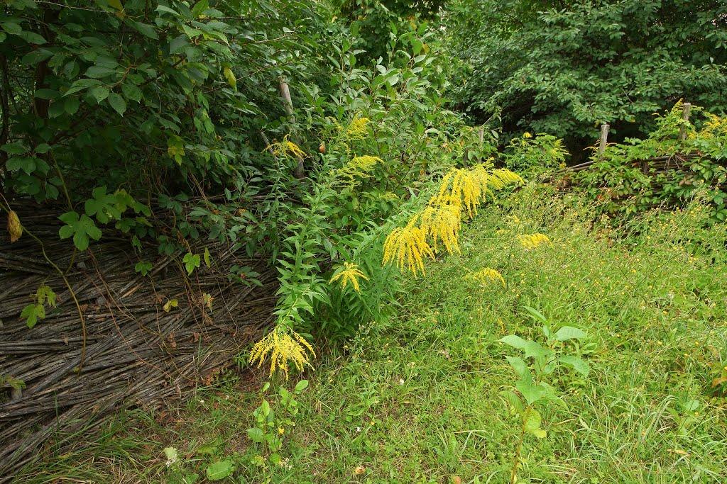 Софіївська Борщагівка з panoramio.com (ч.2) - Софиевская Борщаговка