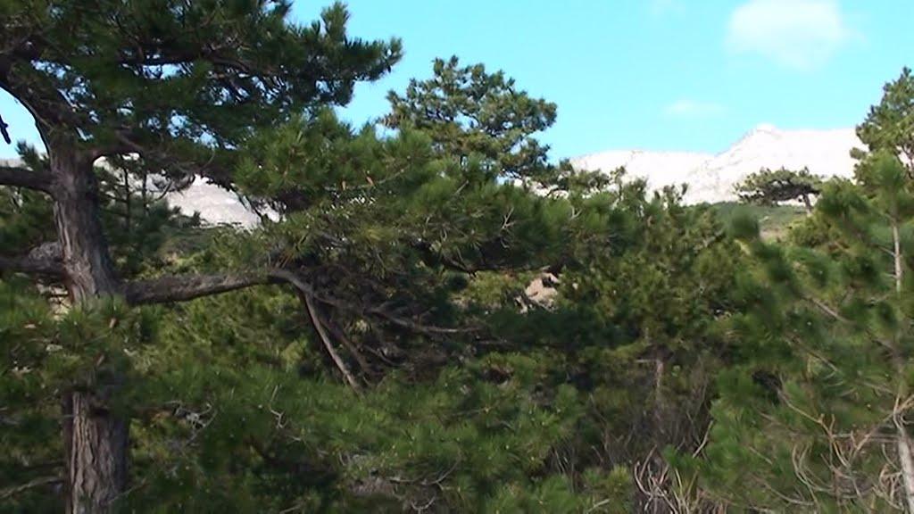 Гурзуф з panoramio.com (ч.3) - Гурзуф